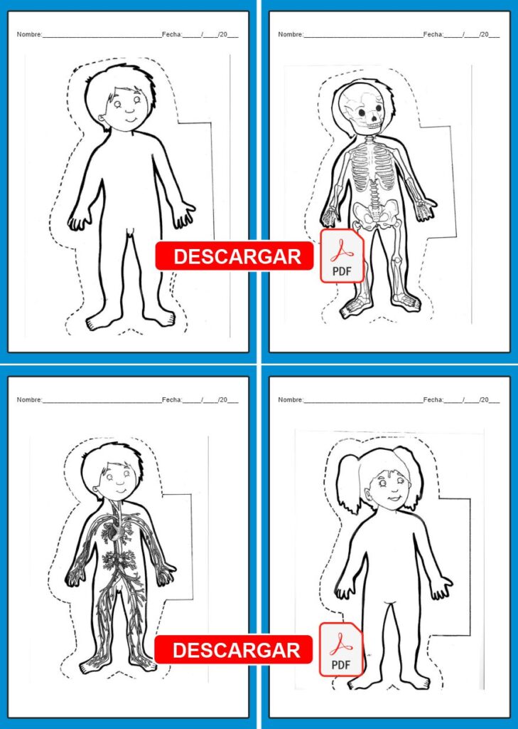 cuerpo humano