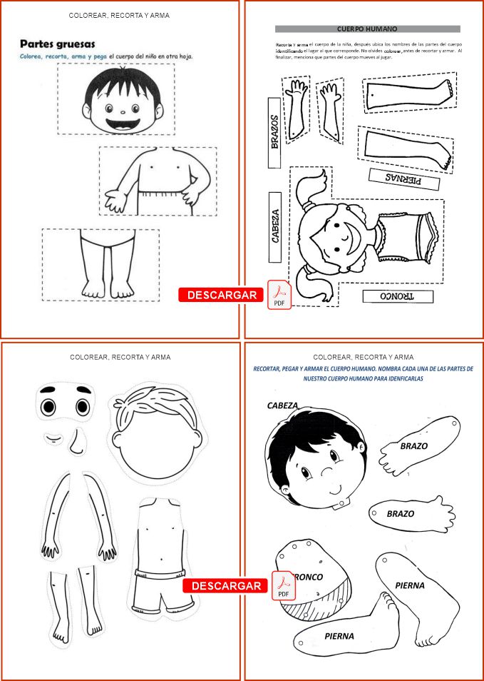 cuerpo humano