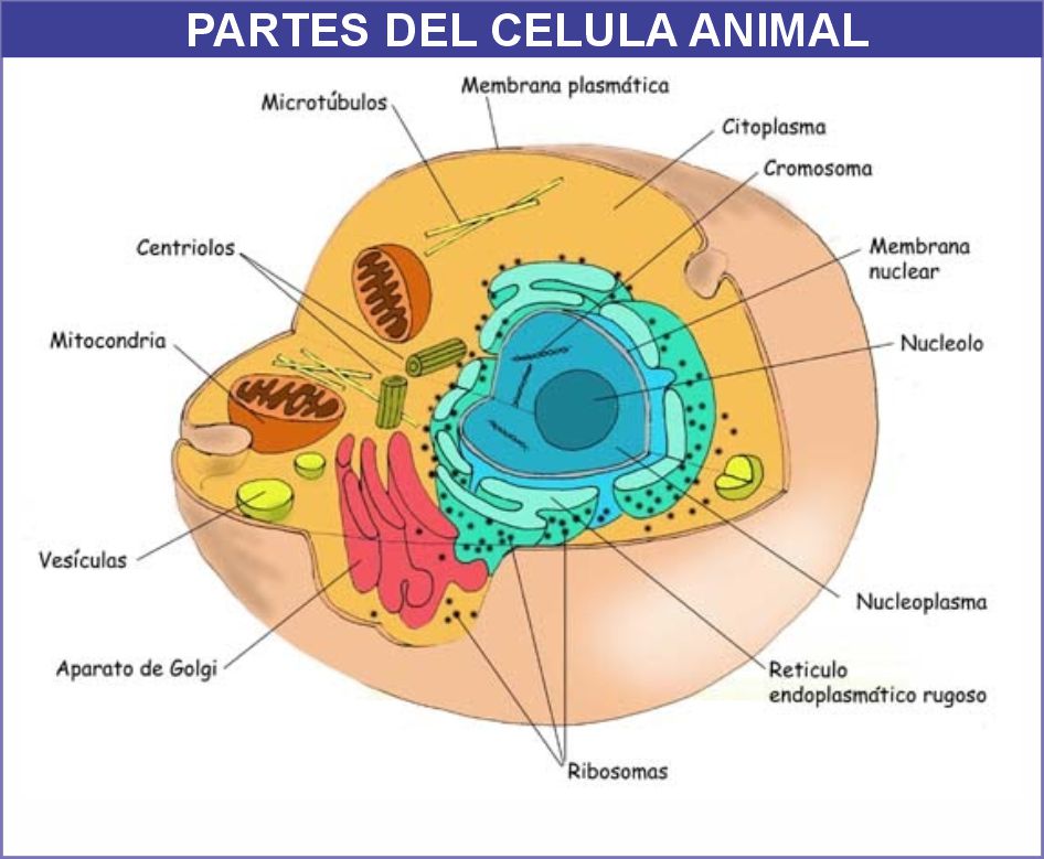 MAQUETAS DE LA CÉLULAS