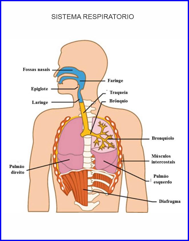 SISTEMA RESPIRATORIO 