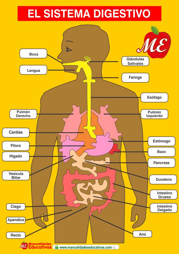EL SISTEMA DIGESTIVO